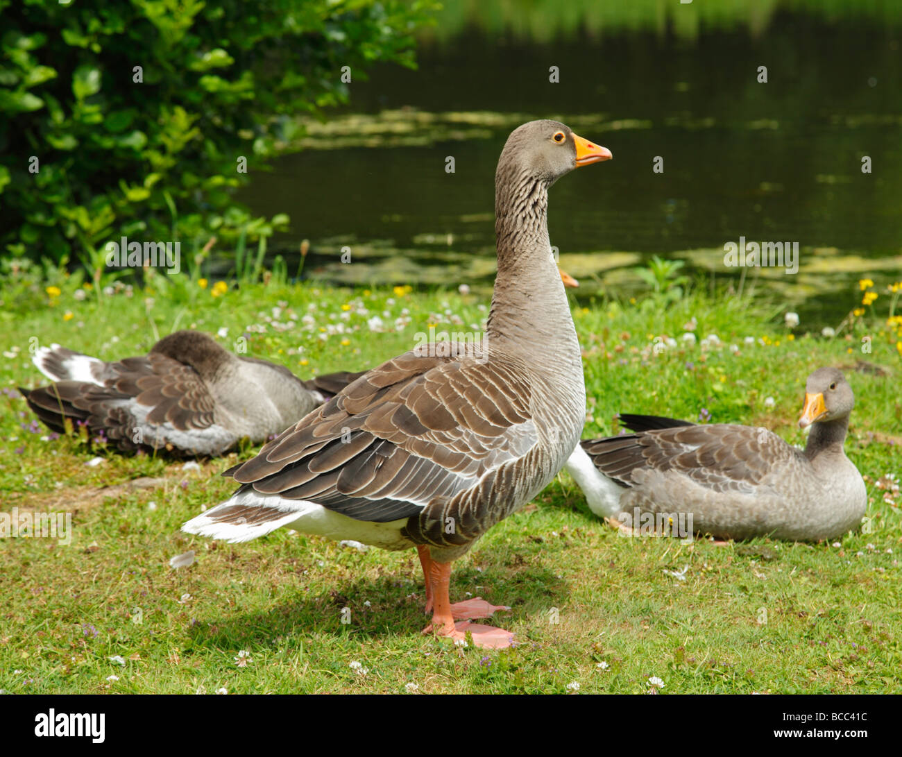 Grey geese. Stock Photo