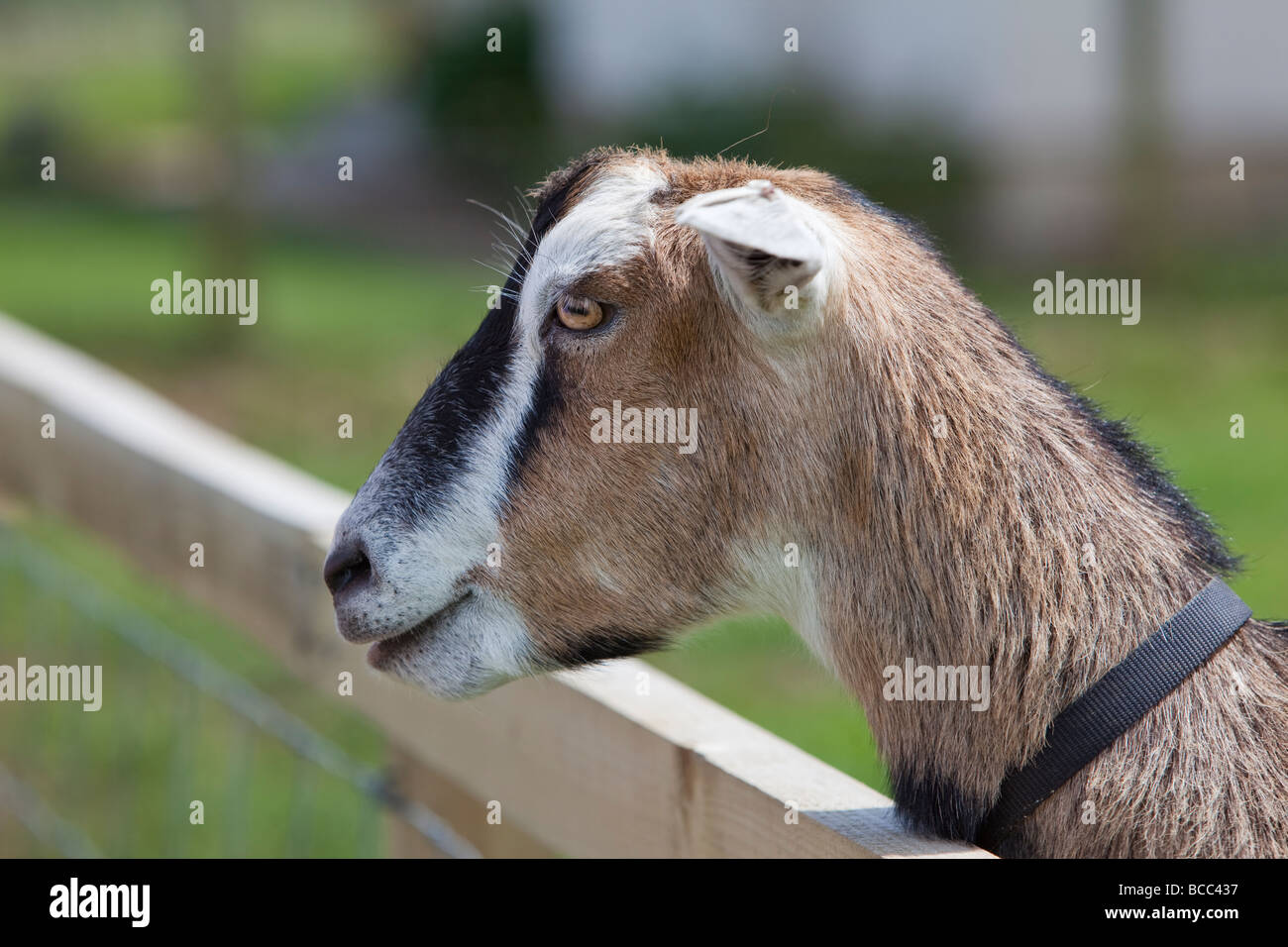 Head of a British Toggenburg Goat Stock Photo