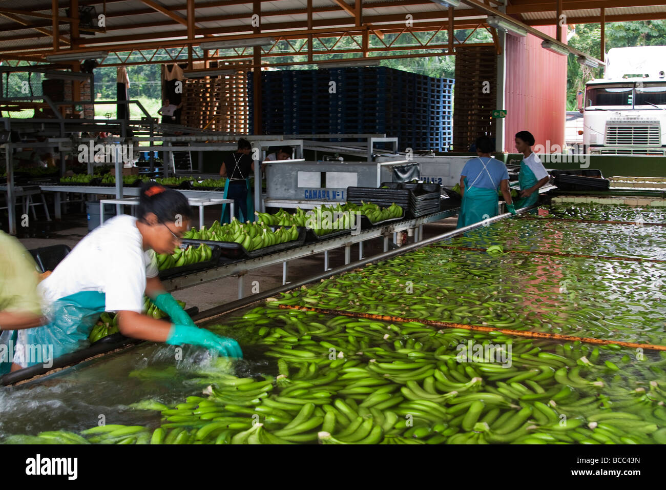 Costa Rica banana processing plant bananas Stock Photo 24852905 Alamy