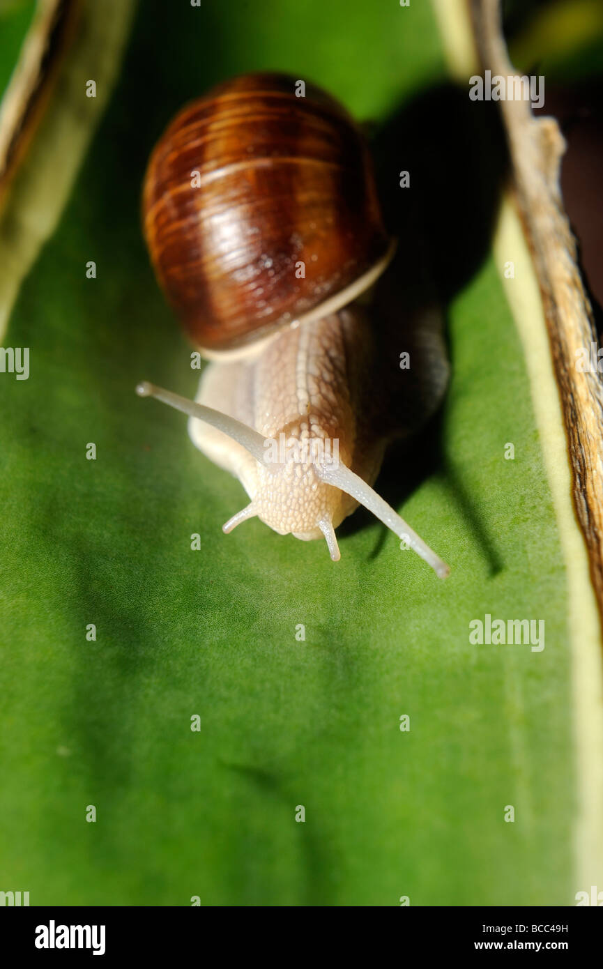 Snail close up Stock Photo Alamy