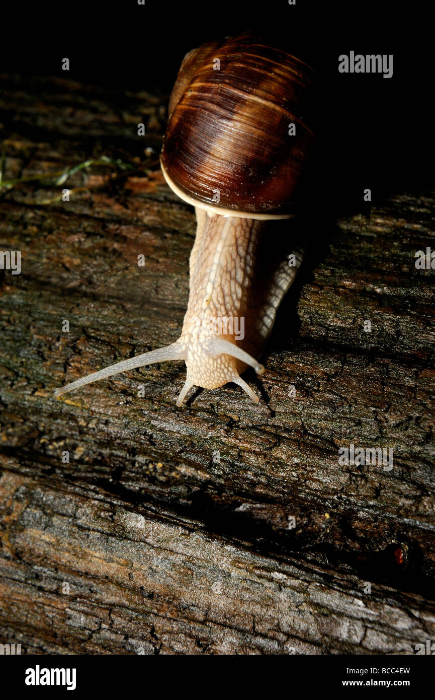 Snail close up Stock Photo Alamy