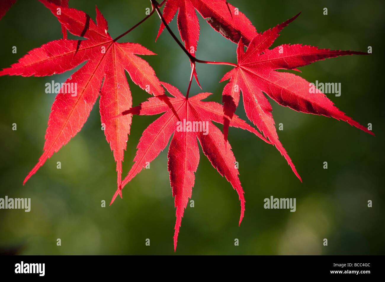 Japanese Red Leafed Maple Stock Photo