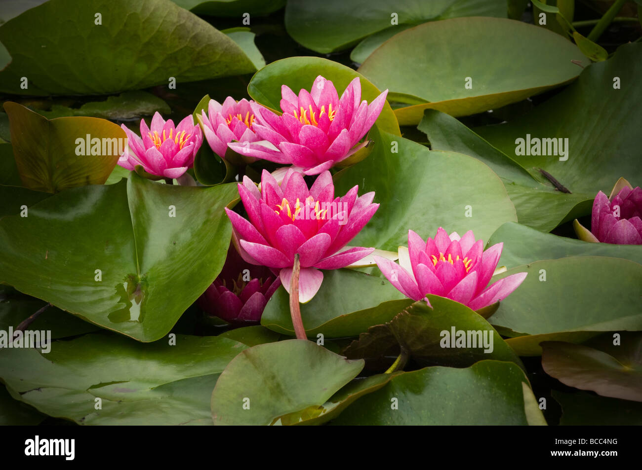 Pink Water Lily flowers Stock Photo