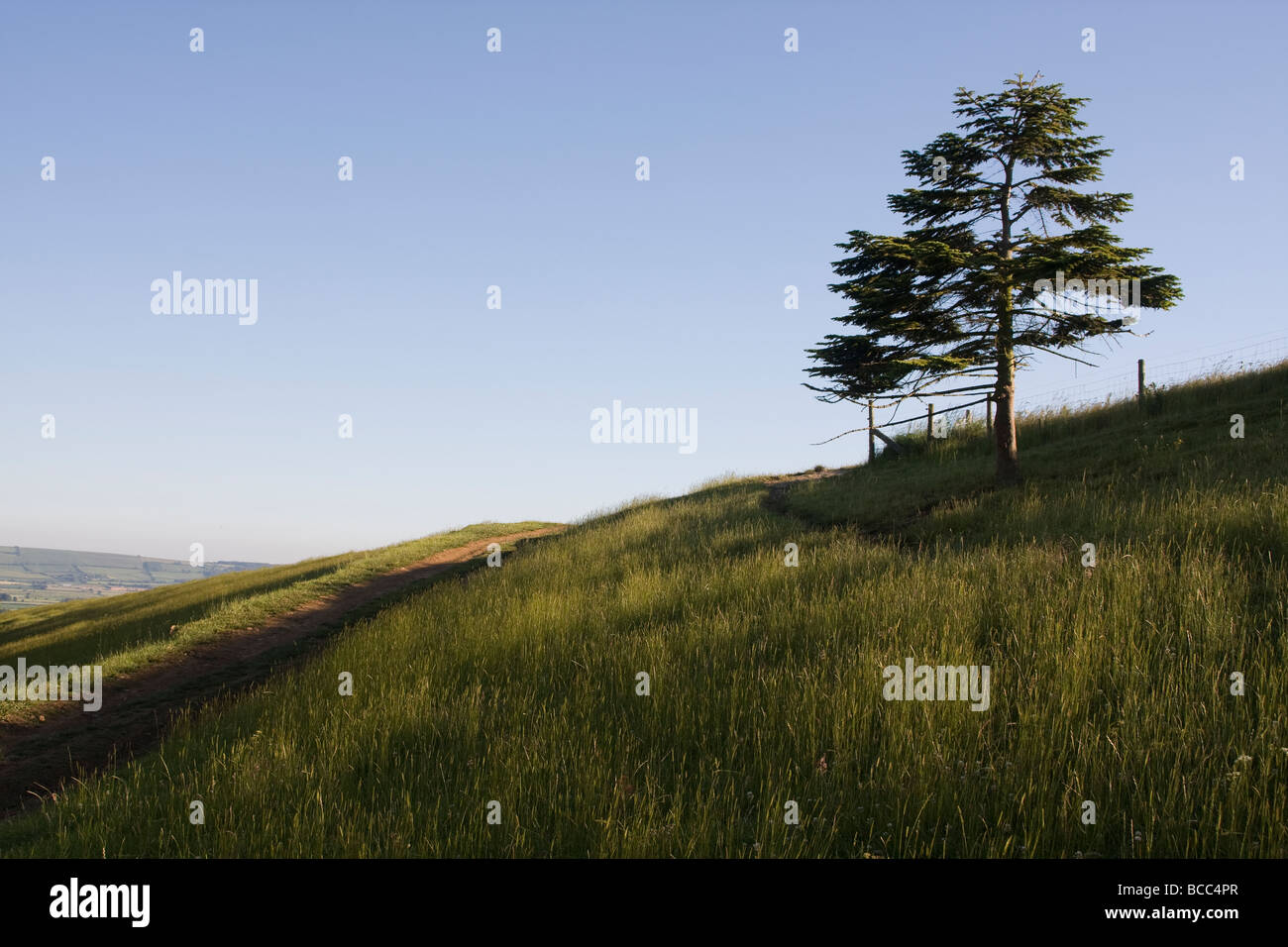 Yorkshire fir tree hi-res stock photography and images - Alamy