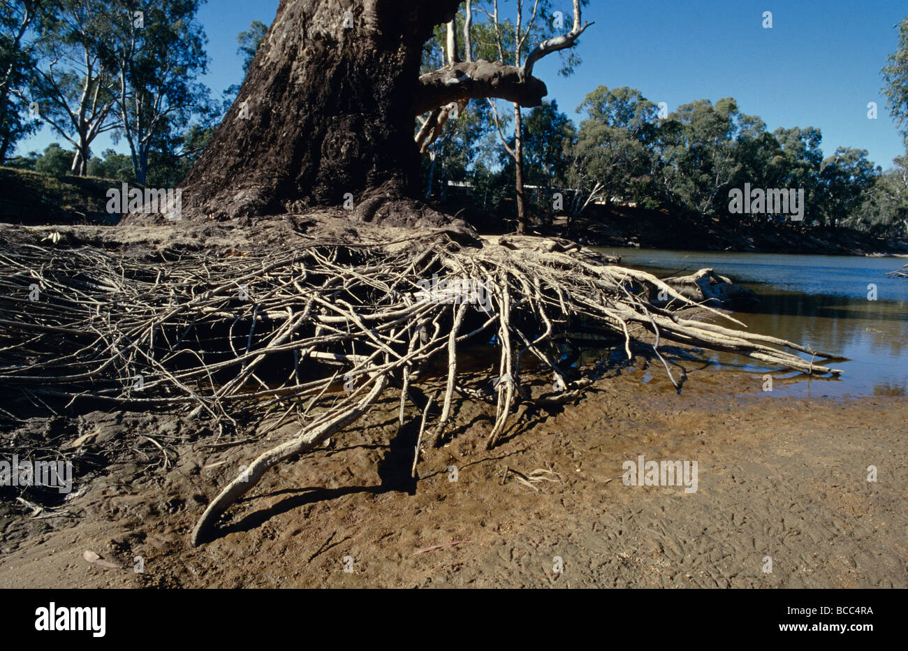 Eclipsed Roots The exposed roots hi-res stock photography and images - Alamy