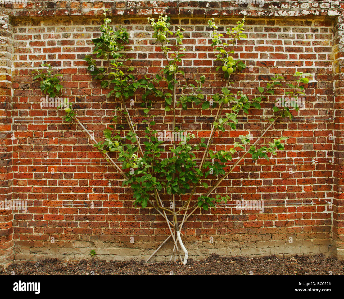 Espaliered apple tree against a wall Stock Photo