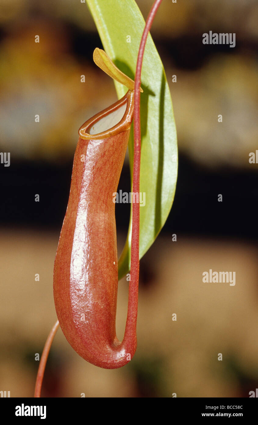 The tropical Pitcher plant Nepenthes Alarta carnivorous insect feeder. Stock Photo