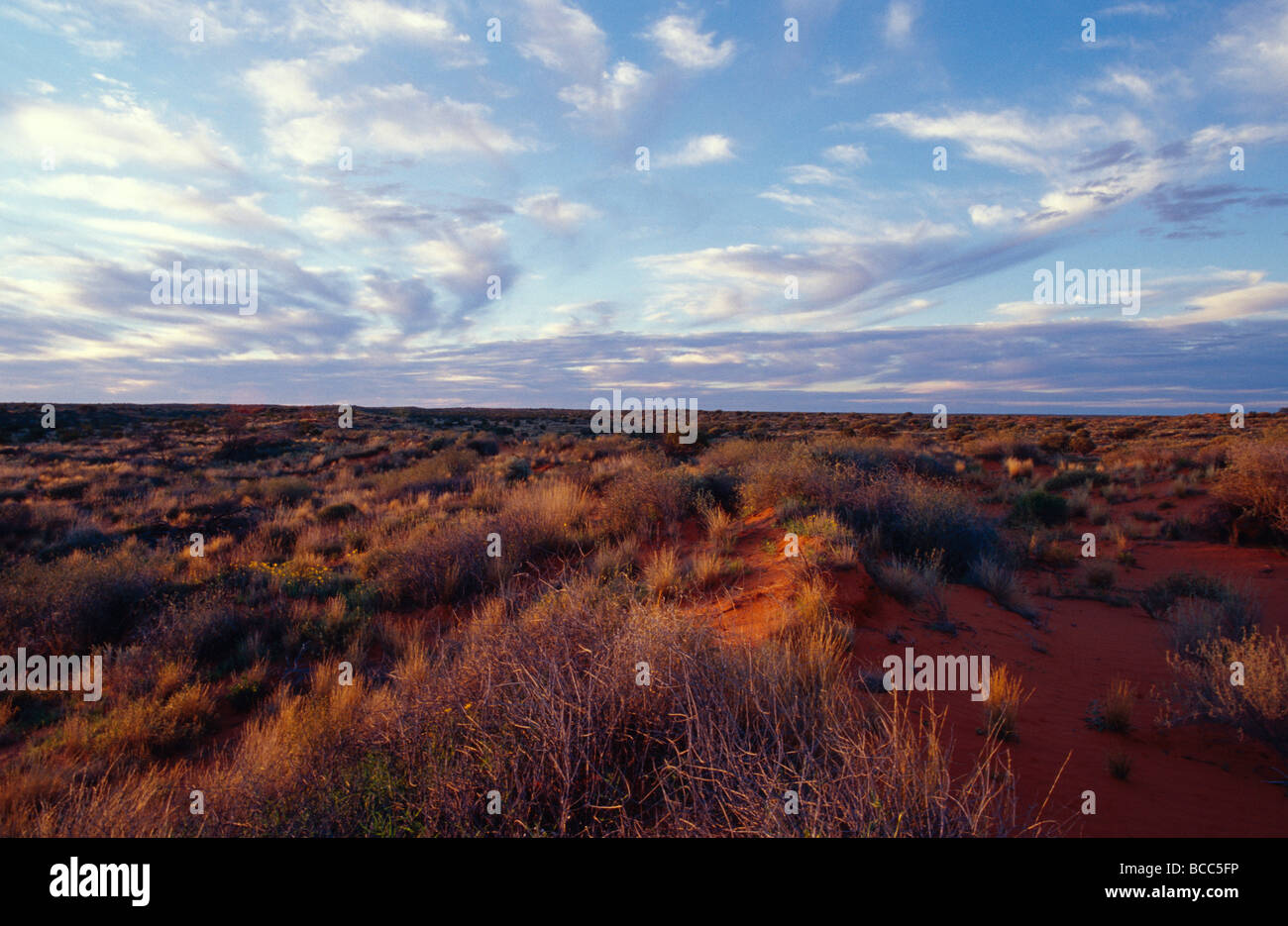 A vast sky and Spinifex Grass desert habitat at sunset. Stock Photo