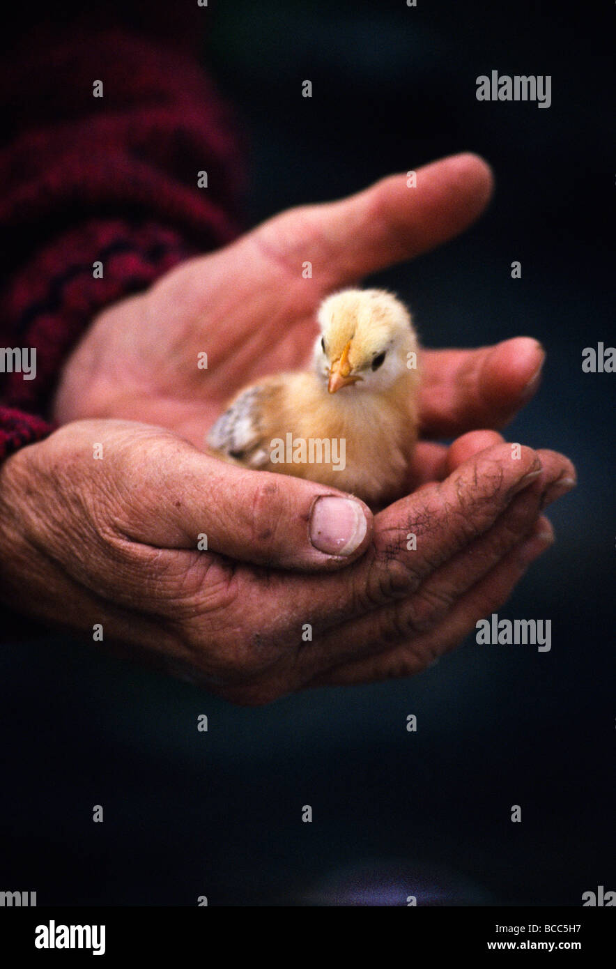 Rough, dirty hands cradling baby chick. Stock Photo
