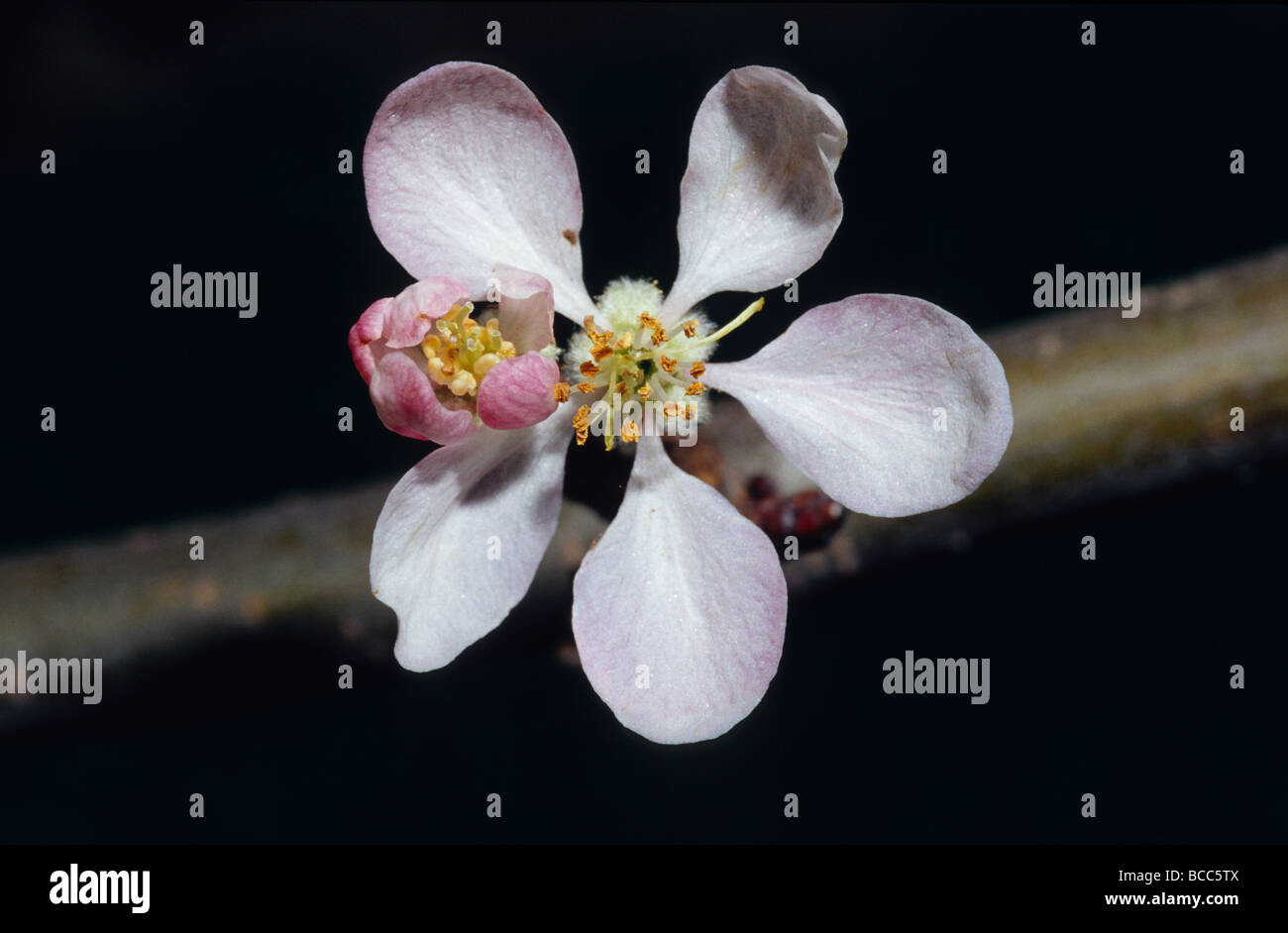 The dainty pale pink blossom flower of a Royal Gala apple tree Stock