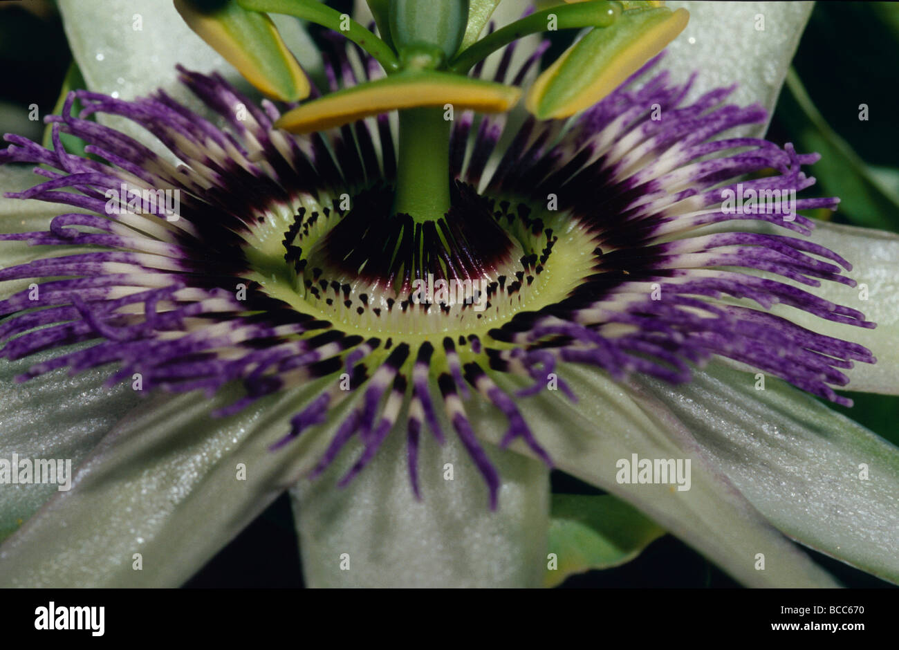 The vivid purple and intricate patterning of a Passionfruit flower. Stock Photo