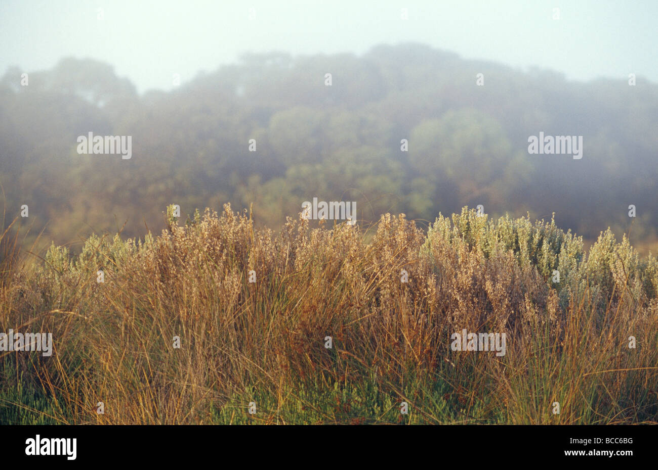 Reed Bed grasses and Salt Bush shrubs beneath a dawn fog in wetlands Stock Photo Alamy