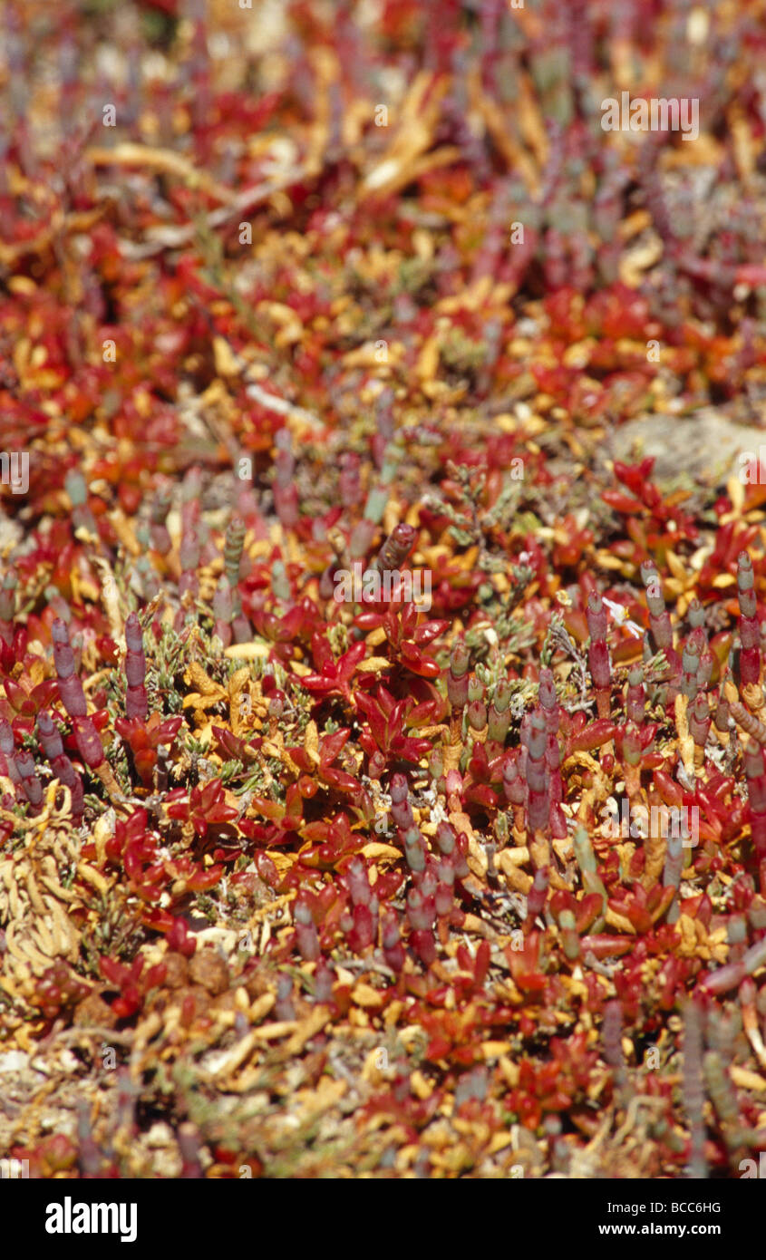 A myriad of bright red and orange Sarcocornia Glass Wort succulents. Stock Photo