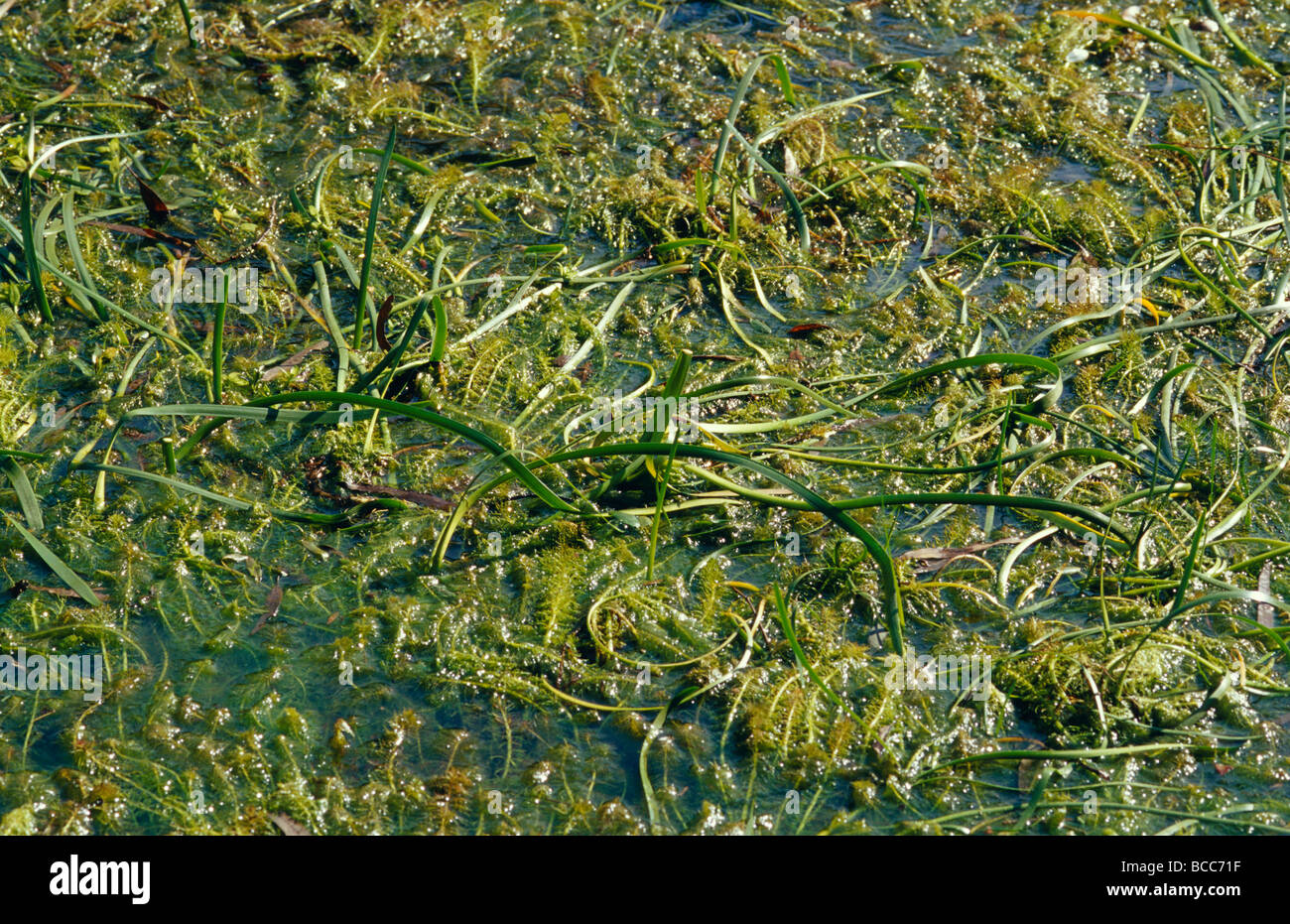 A marsh swamp covered in Milfoil and  Water Ribbons. Stock Photo