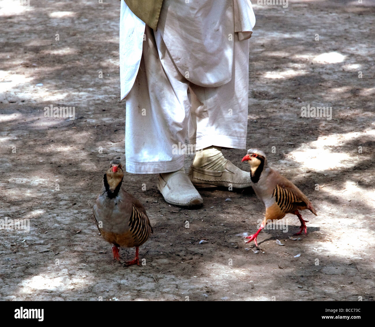 Fighting partridges draw a crowd to a Kabul city park on a Friday ...