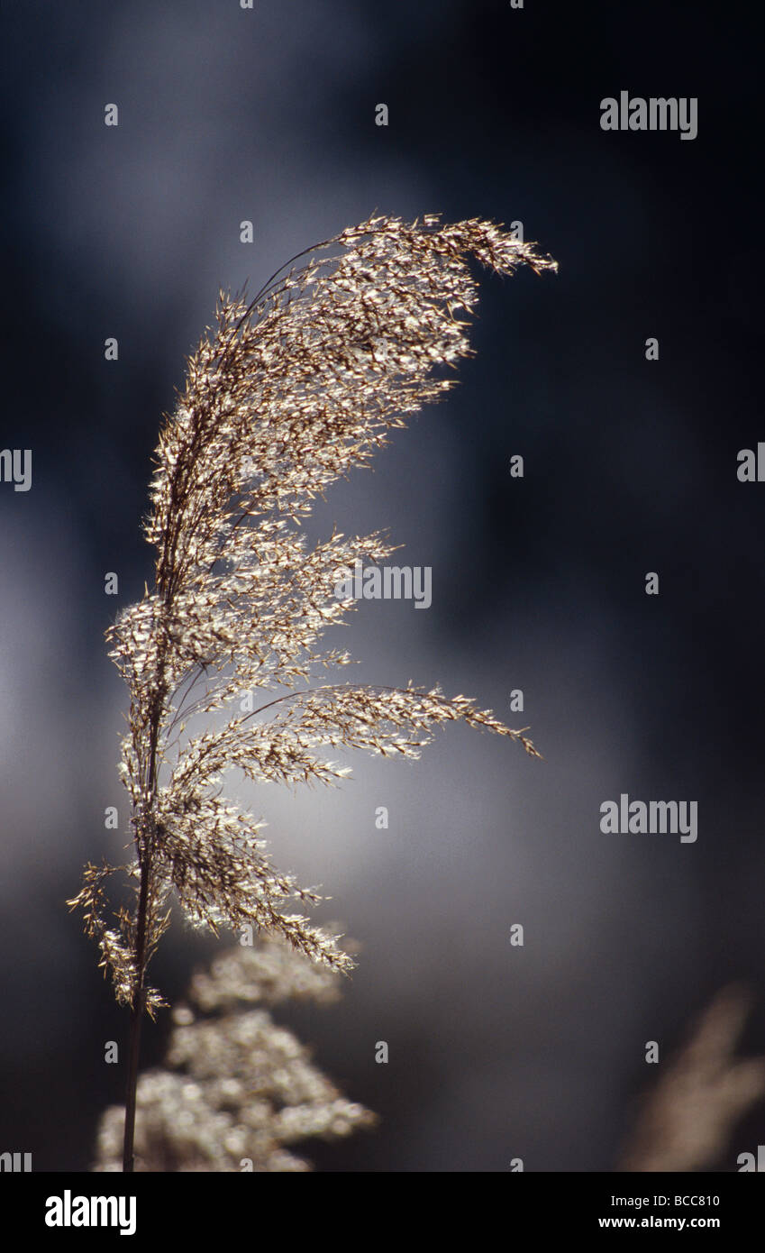 A fragile reed rush grass seeding in golden backlit light Stock Photo