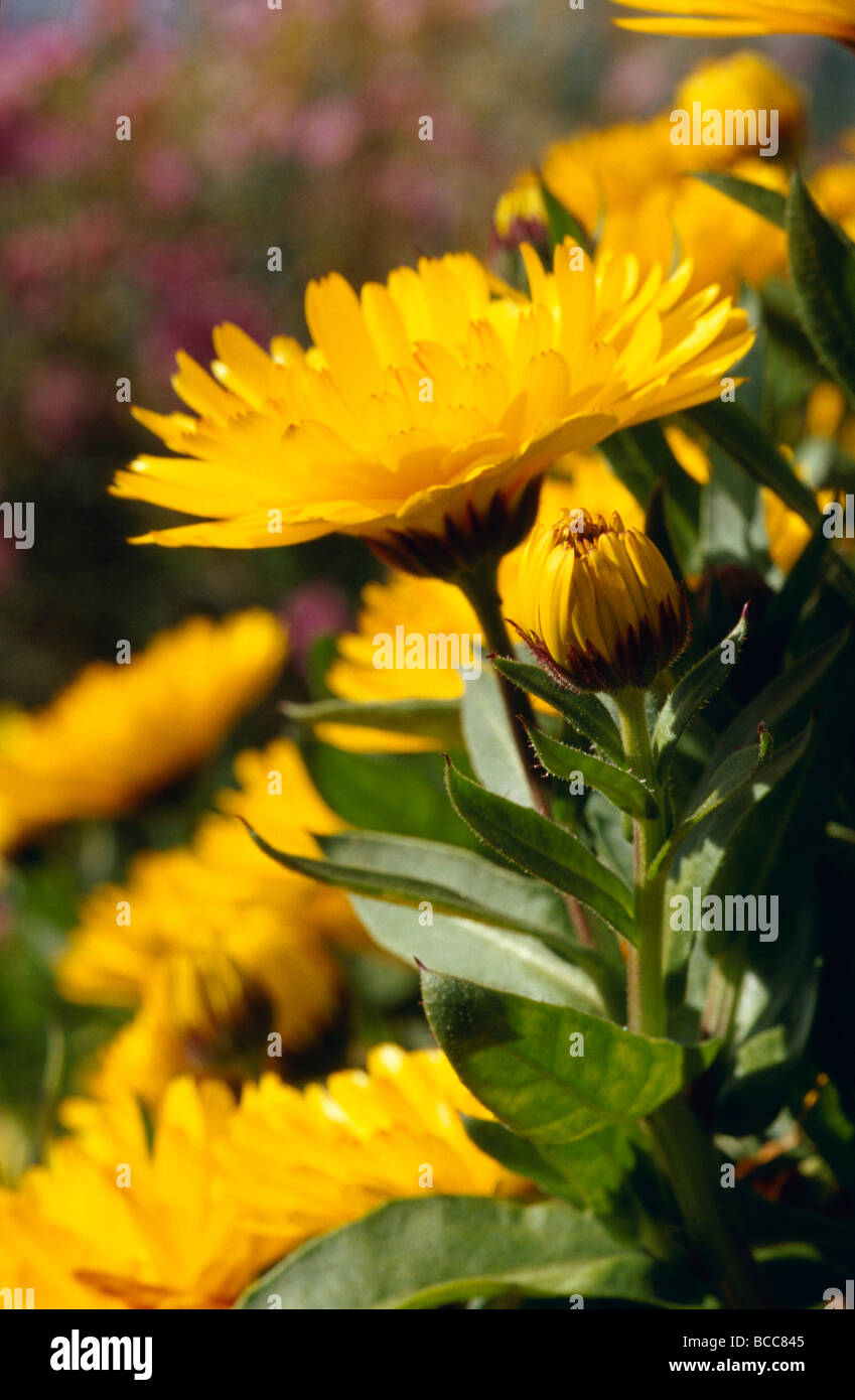 Bright yellow Calendula flower petals in a garden. Stock Photo