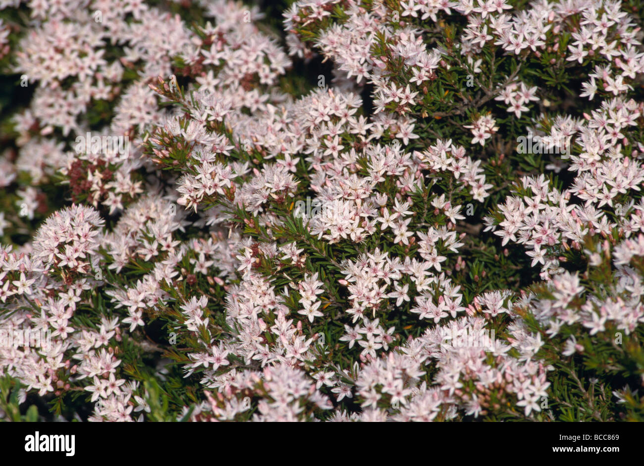 An island coastal shrub covered in prolific pink flowers. Stock Photo