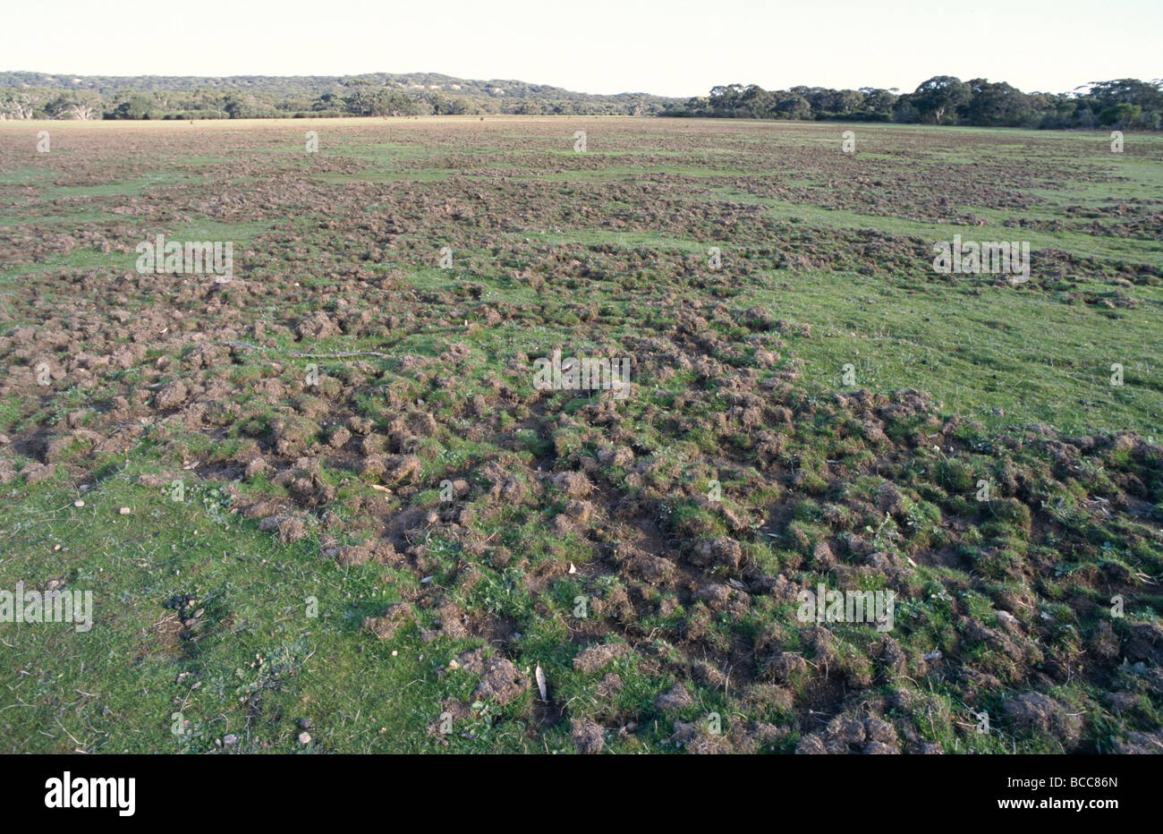 Damage to farmland by feral Pigs digging into the soil. Stock Photo