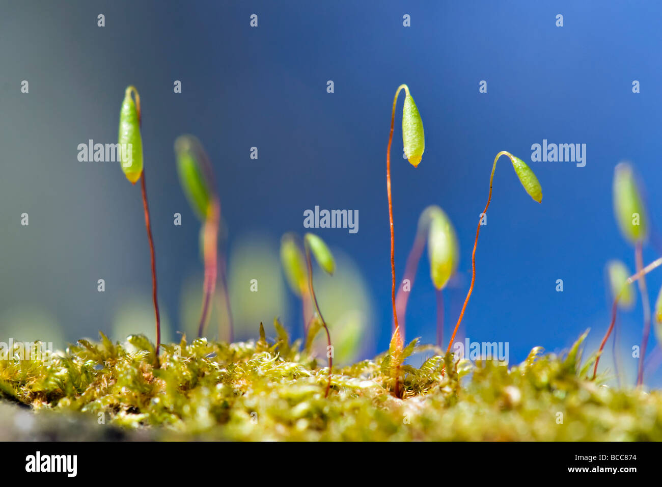 Extreme close up of tiny new moss spores shooting up in spring on bright sunny day Stock Photo