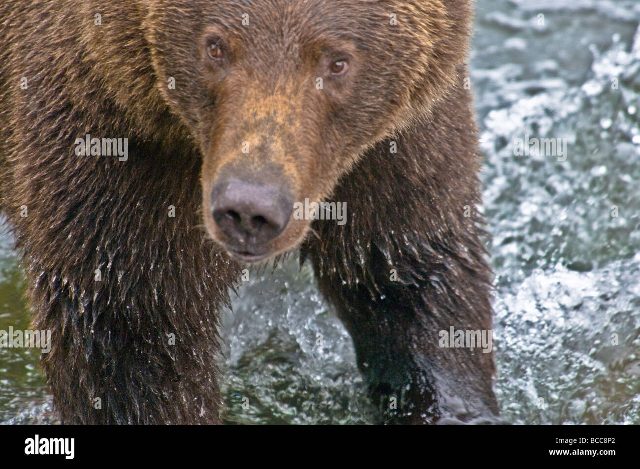 Close up of Grizzly Bear, Ursus arctos horriblis, Brooks River, Katmai National Park, Alaska, USA Stock Photo
