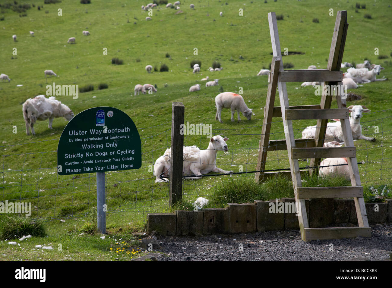 ulster way footpath wooden stile and flock of part shorn sheep in fields in county antrim northern ireland uk Stock Photo