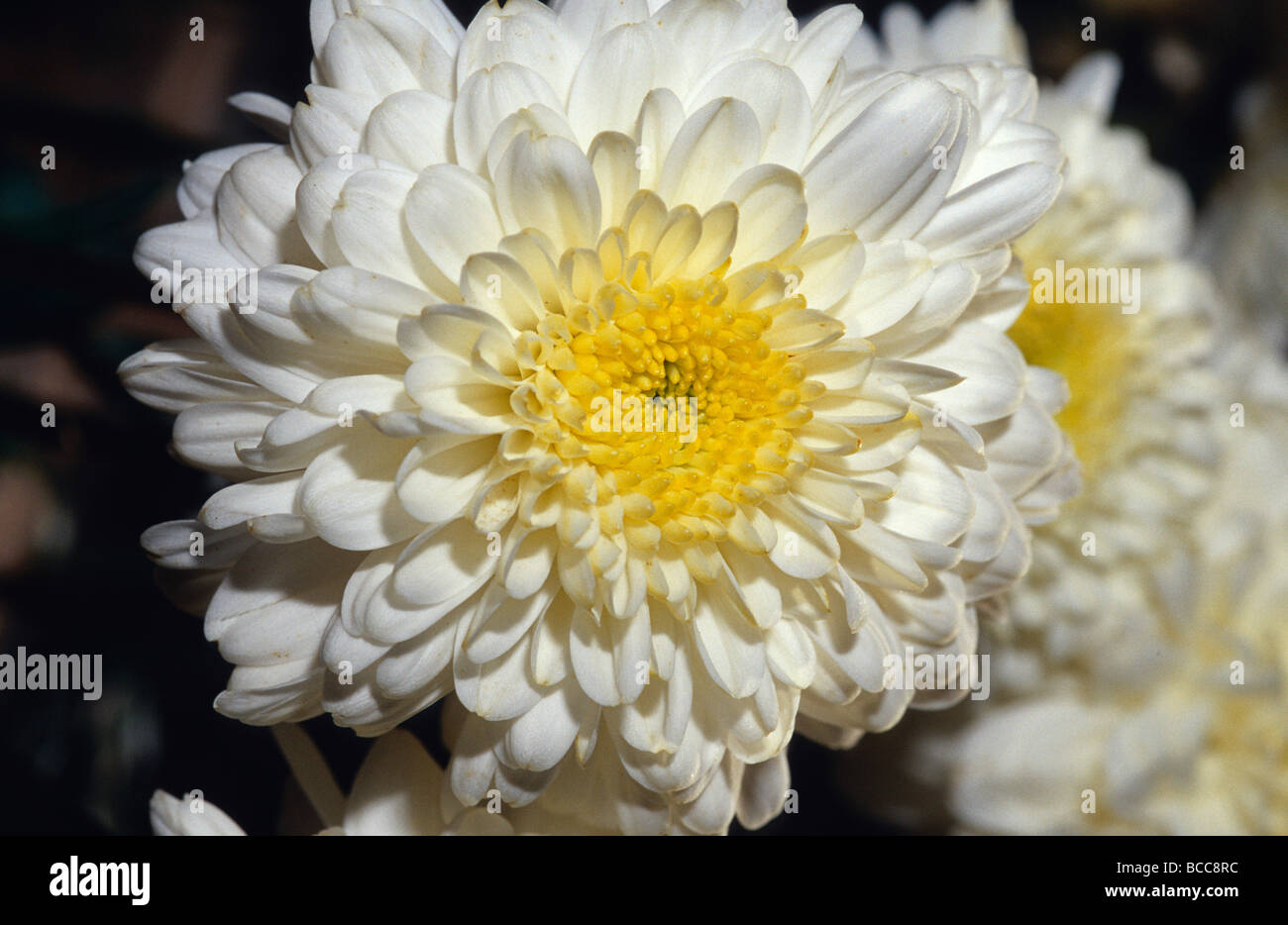 Closeup of a Chrysanthemum flower and petals. Stock Photo