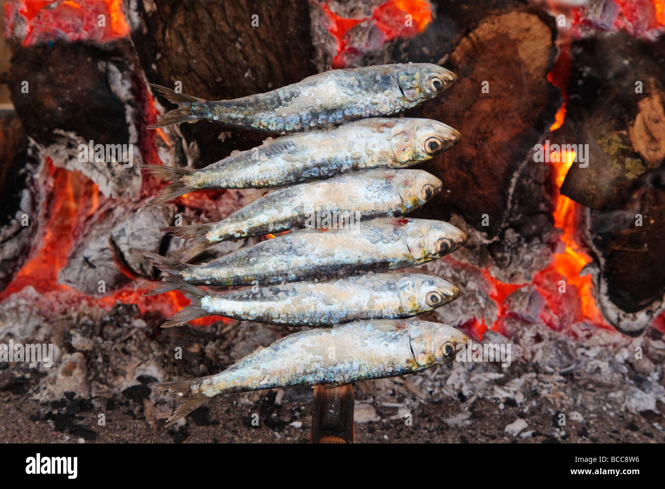 Spain Skewers or espetos of sardines barbecueing on open fire Stock Photo