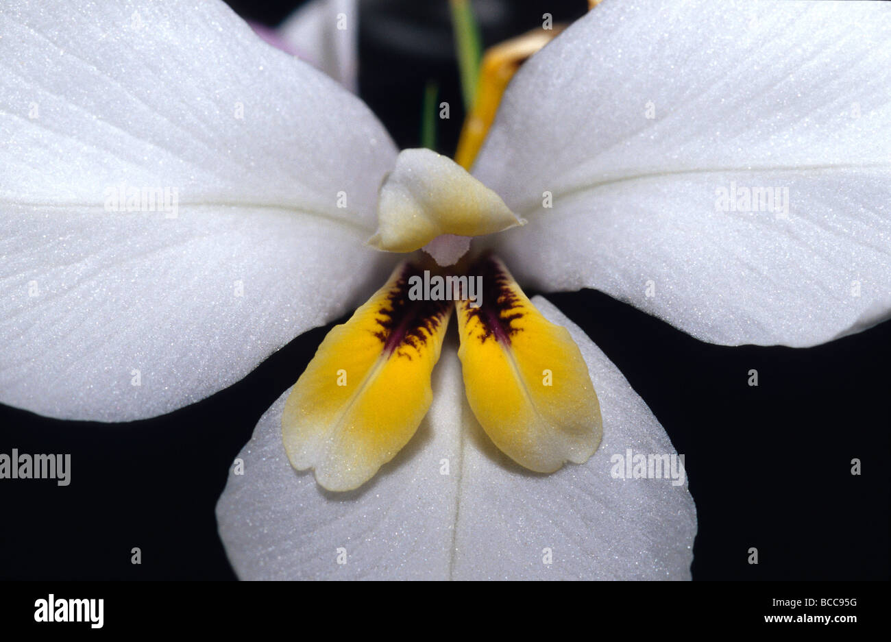 A flower petal detail of the Butterfly Flag, also known as Iris Fan. Stock Photo