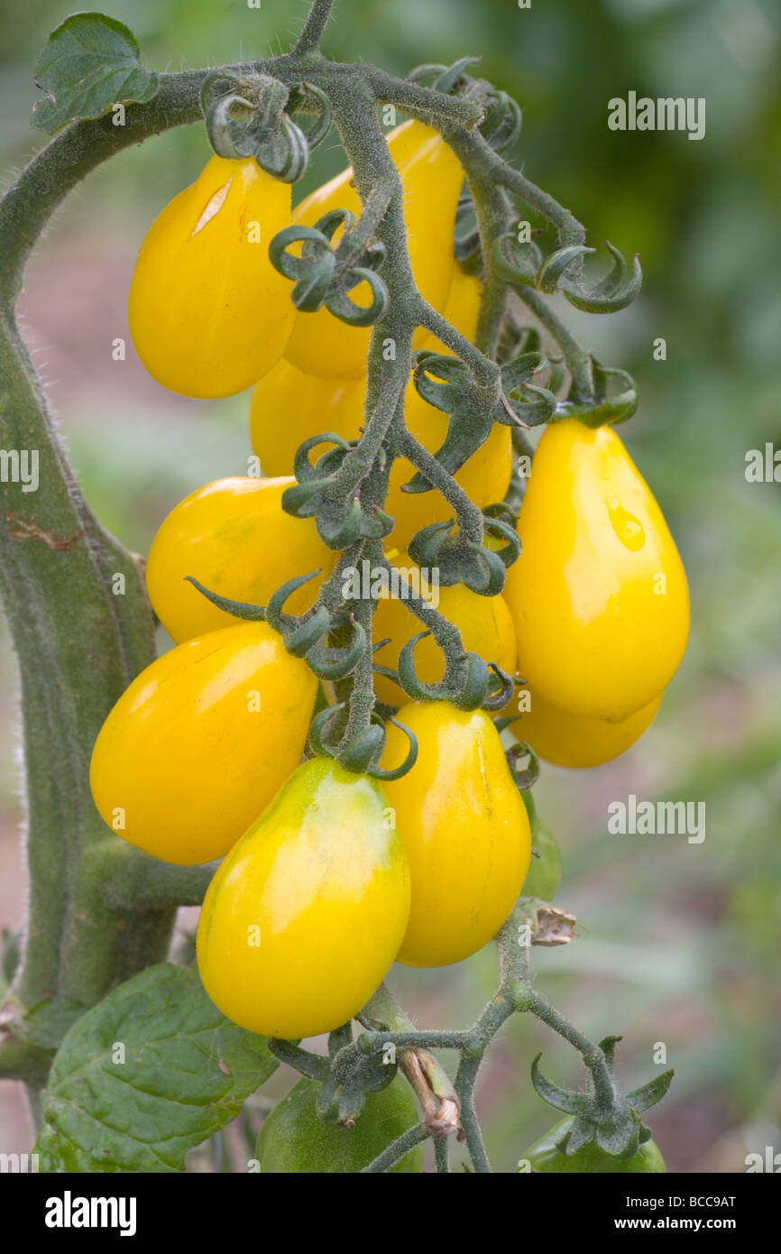 Yellow Pear a variety of salad tomato growing on a London allotment Stock Photo