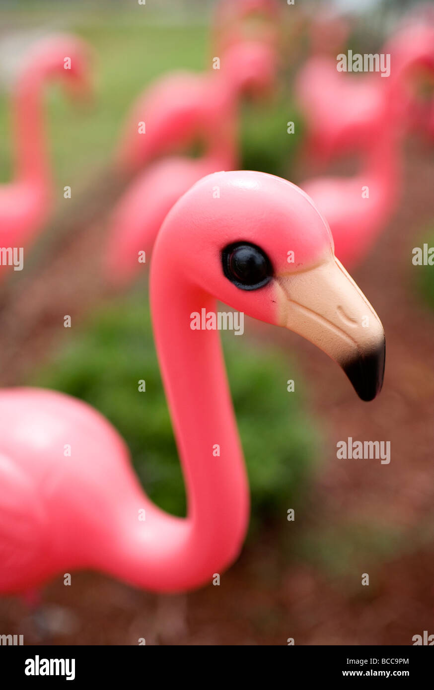 A flock of plastic pink flamingo decorate a lawn Stock Photo - Alamy