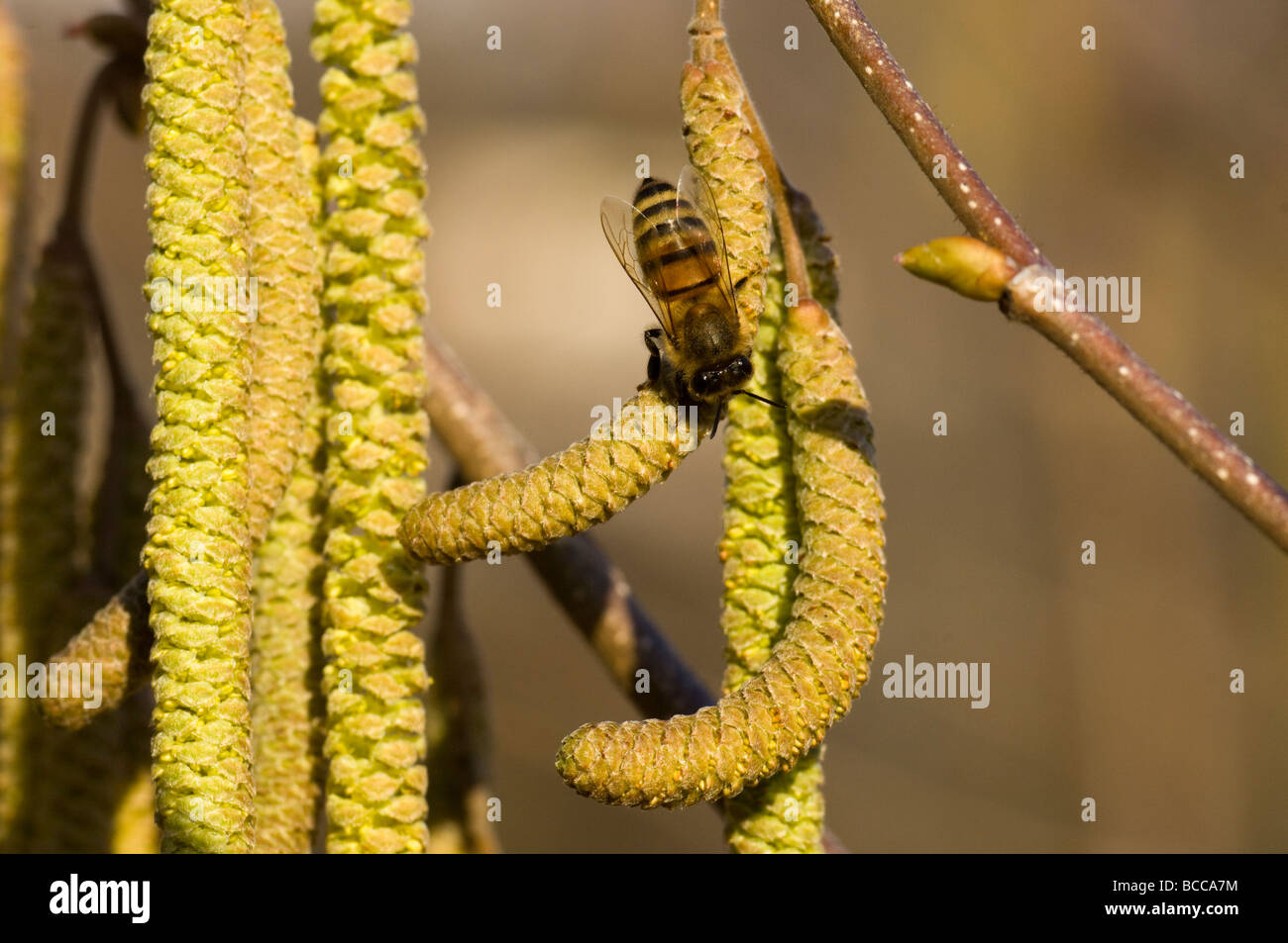 ape bee Apis mellifica nocciolo Coriolus avellana insetti insect impollinazione impollination Stock Photo
