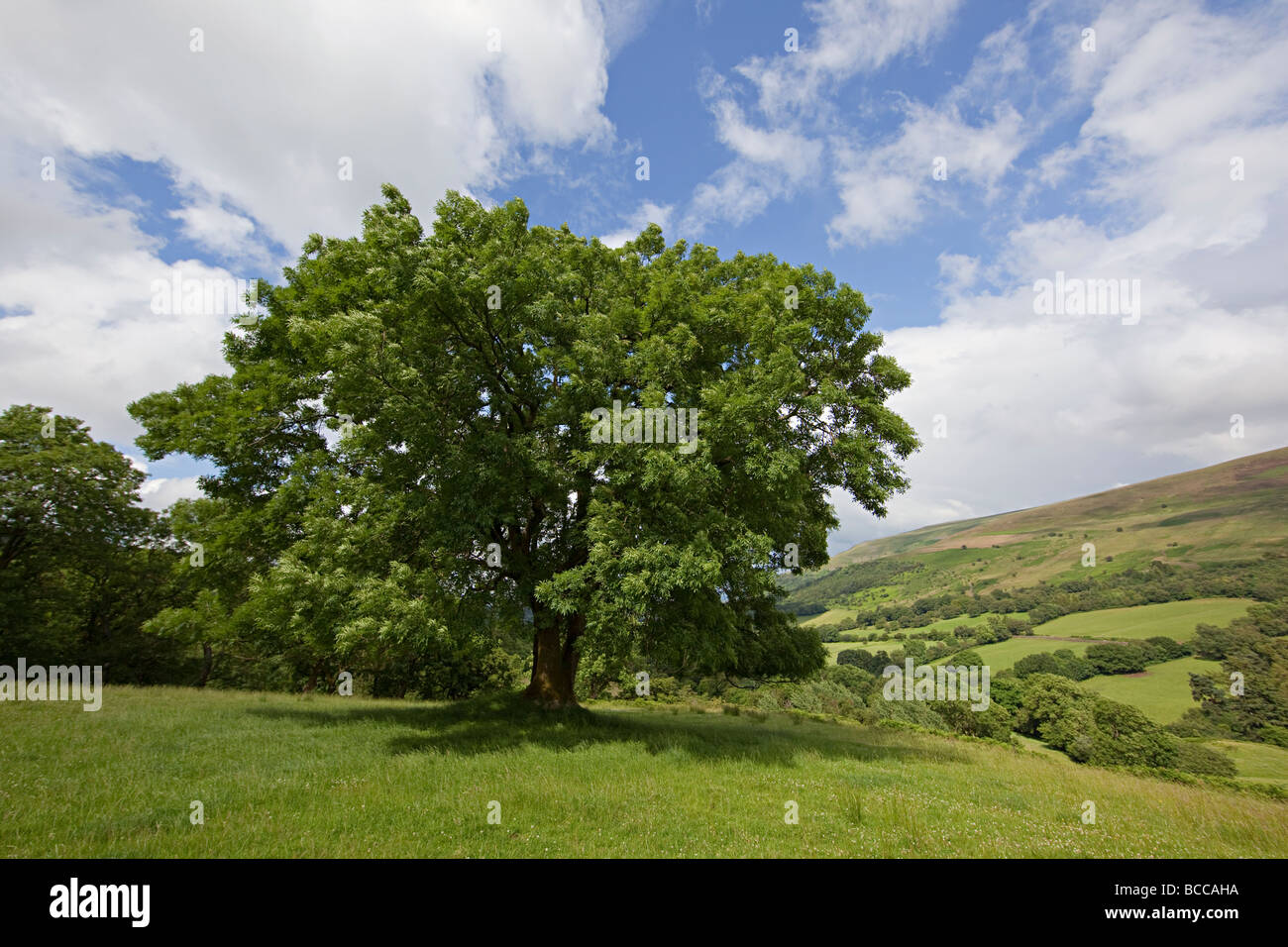 Ash tree in countryside Brecon Beacons national park Wales UK Stock Photo