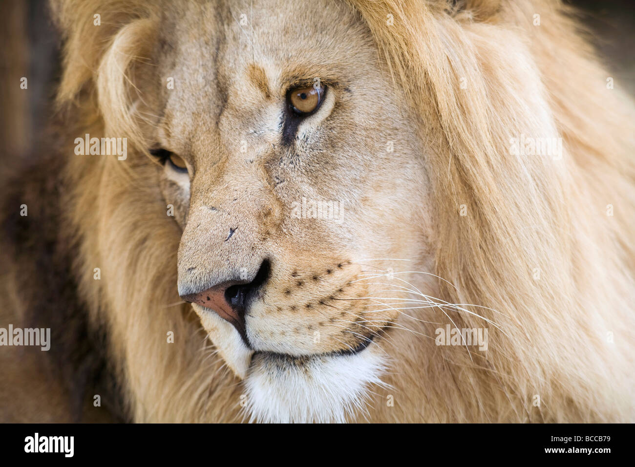 The strong and beautiful face of a male lion very close up Stock Photo