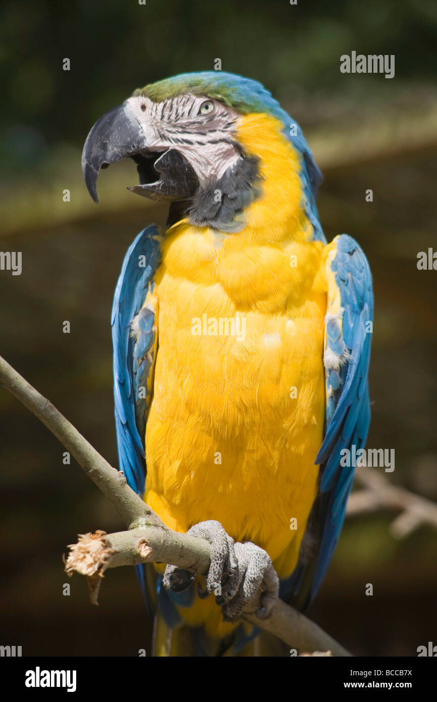 A talking or squawking blue-and-yellow Macaw (Ara ararauna) on a perch Stock Photo