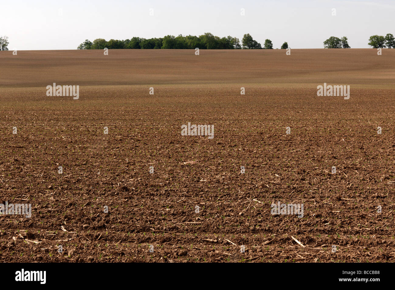 Horizontal image of a plowed field with seedlings sprouting. Stock Photo