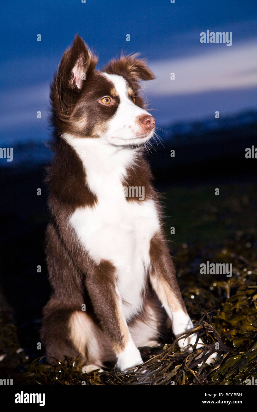 Mixed (Border Icelandic sheep dog and Labrador mix) sitting on seaweed on the beach during winter Stock Photo - Alamy