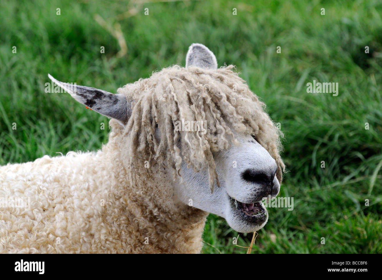 Portrait of a Cotswold Sheep also known as a Cotswold Lion Stock Photo