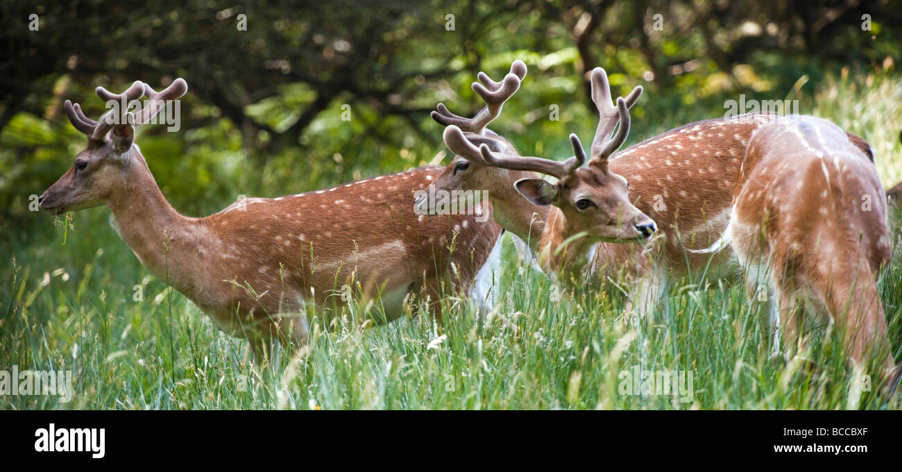 Fallow Deer grazing in woodland Dama Dama Stock Photo