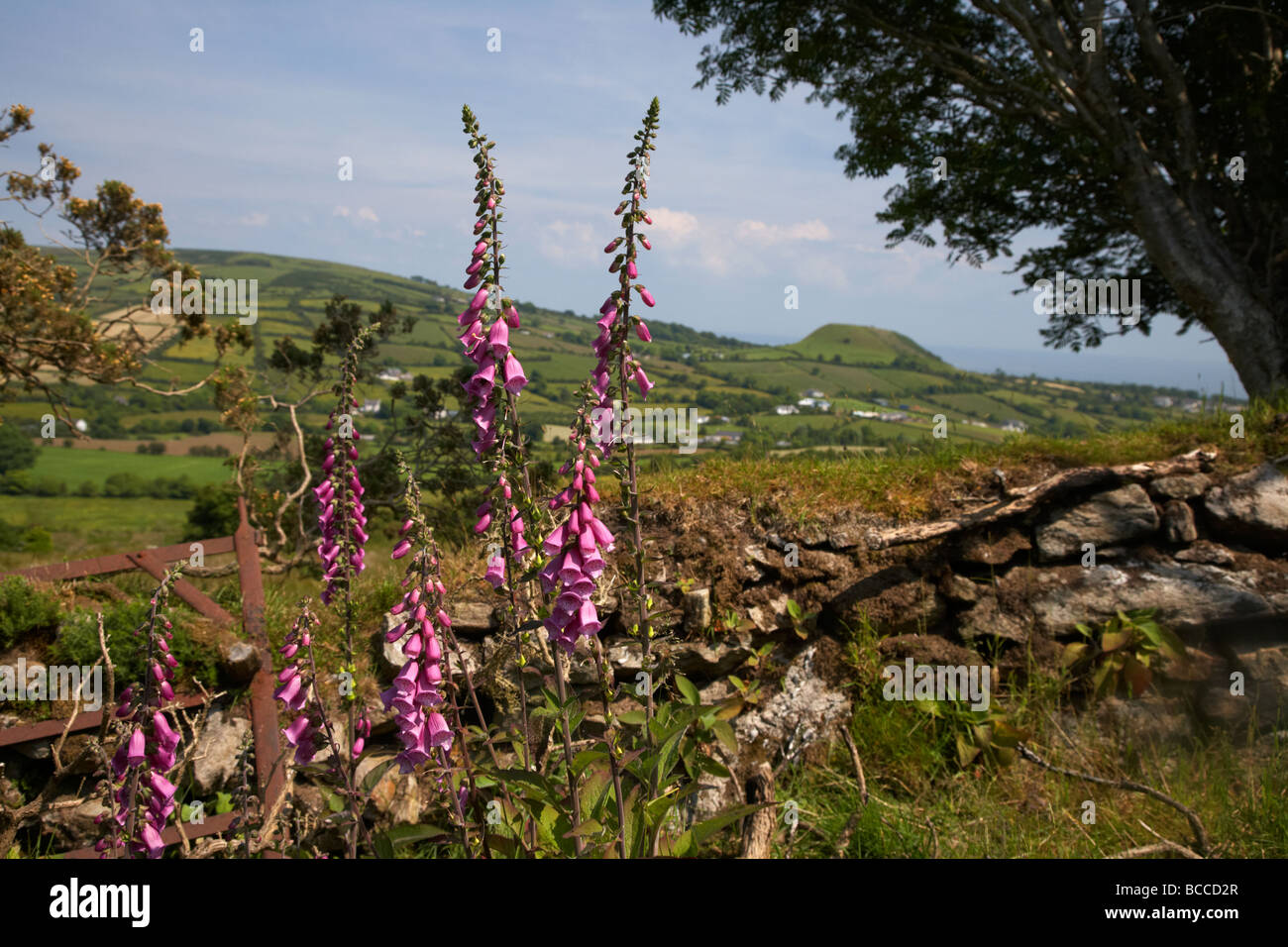 foxgloves and dry stone wall overlooking the glens of antrim at cushendall county antrim northern ireland Stock Photo