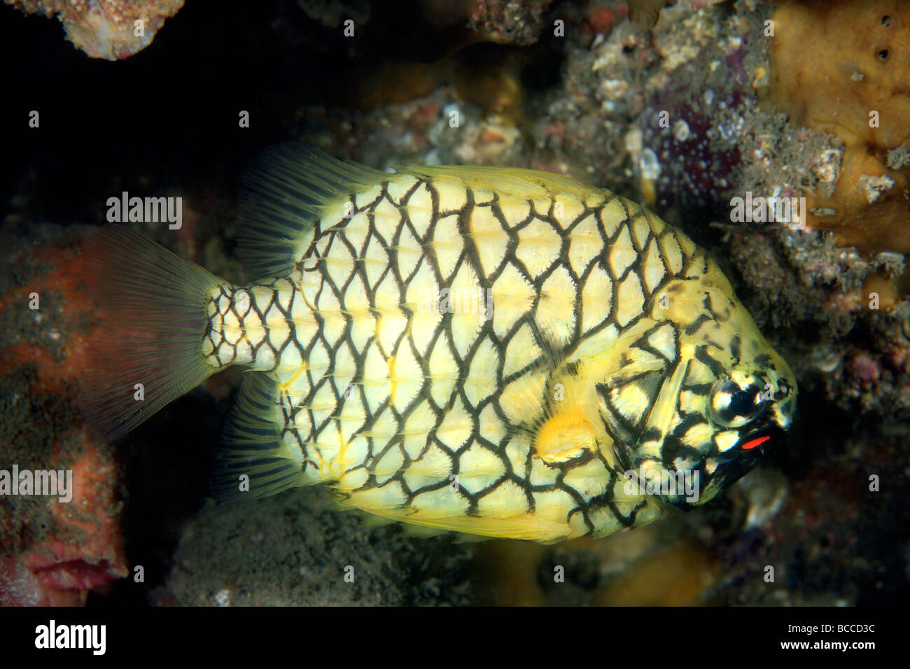 Pineapplefish, Cleidopus gloriamaris, also known as the knightfish .It has a pair of red bioluminescent organs below each eye on the lower jaw. Stock Photo