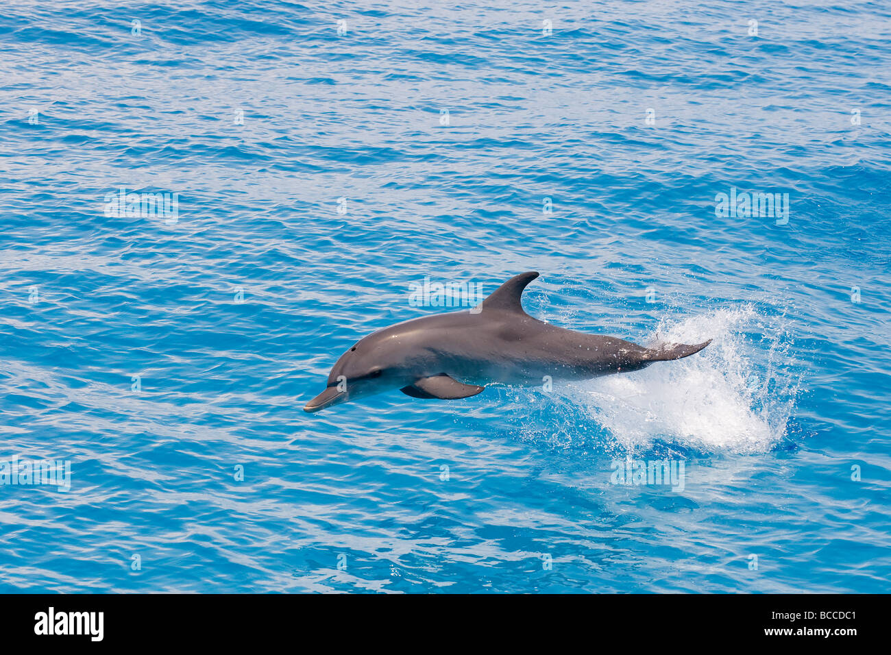 Jumping Spotted dolphin Stenella frontalis  Atlantic Ocean Stock Photo
