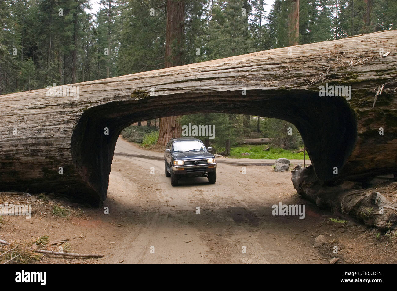 A truck driving through a fallen Sequoia tree named Tunnel Log. Stock Photo