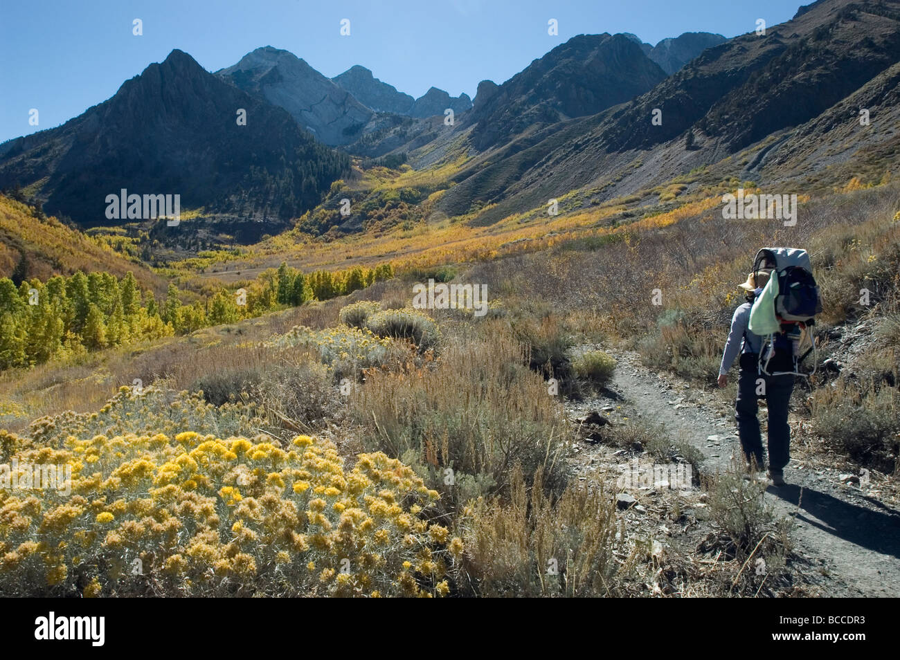 Backpacking in the fall colors at McGee Creek near Mammoth Lakes Stock