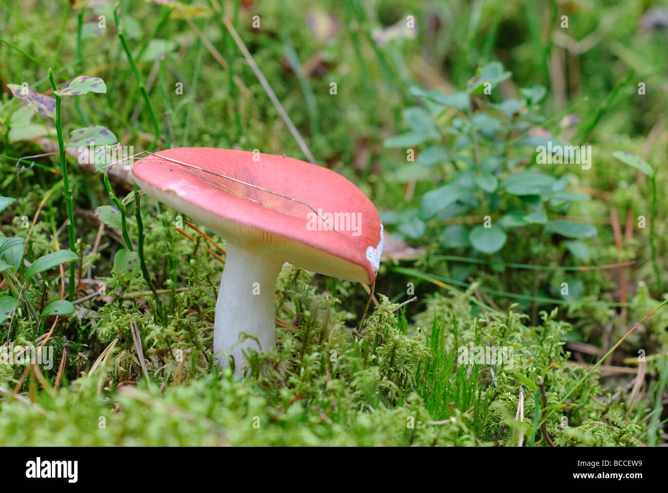 Russule mushroom hi-res stock photography and images - Alamy