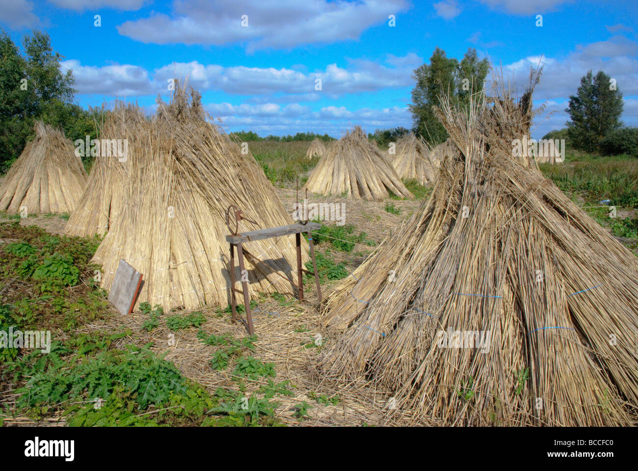 Stacked up reed bundles in Pape, Lurzeme, Latvia Stock Photo