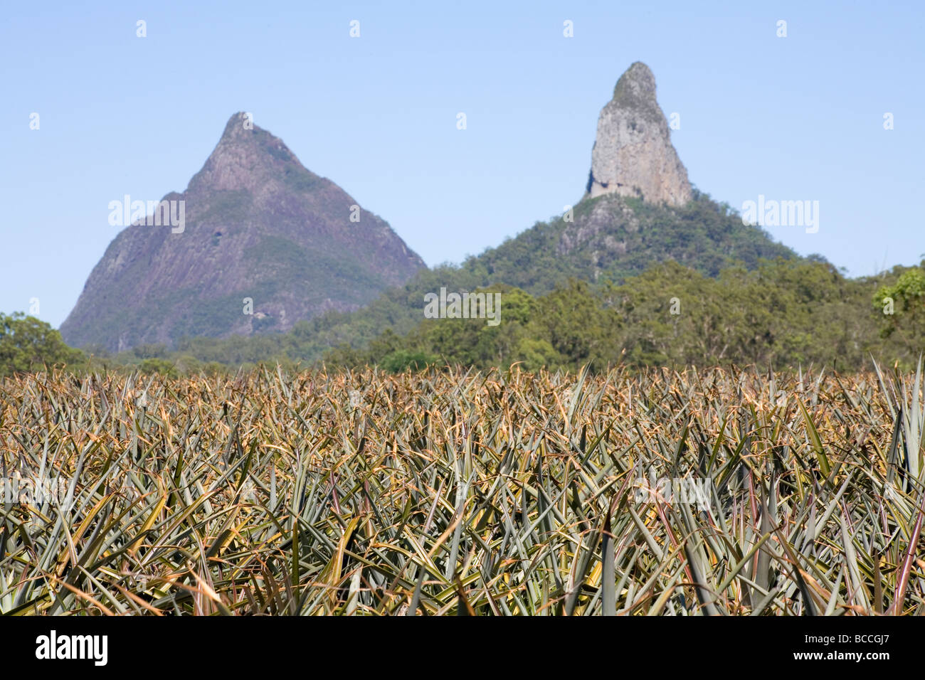 Pineapple plantation below the Glass House Mountain peaks of Beerwah