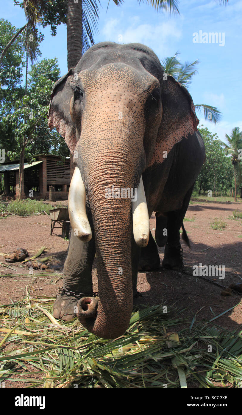 Indian Elephant in Captivity in Kerala Stock Photo Alamy