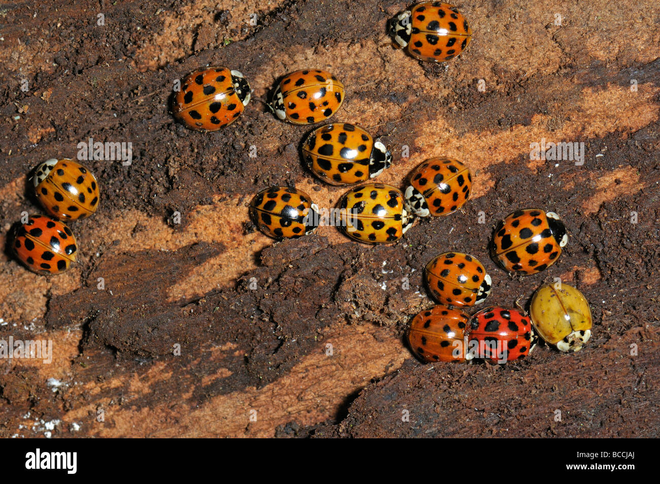 Asian Lady Beetle (Harmonia axyridis), beetles hibernating under the