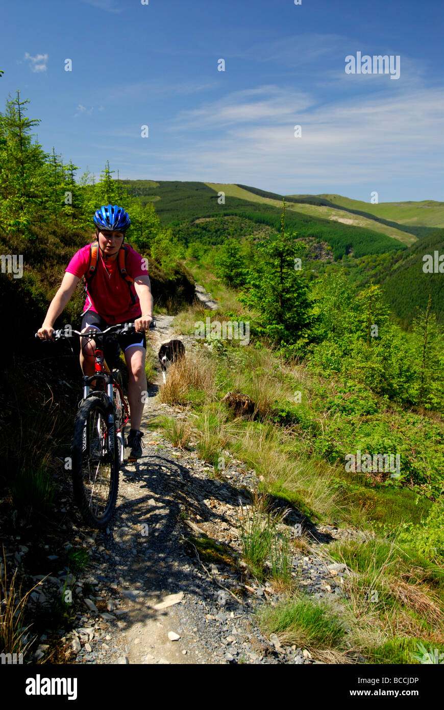 Dyfi forest mtb sale